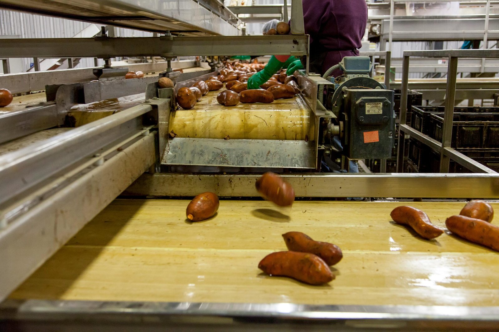 Sweet potatoes being processed on a conveyor belt in a modern factory setting.